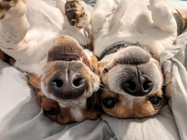 /Images/uploads/Four Footed Friends/FourFootedFriends/entries/18590thumb.jpg